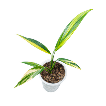 Epipremnum Amplissimum Aurea Variegated - Plantstop.us
