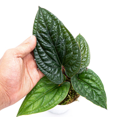 Anthurium Radicans - Plantstop.us