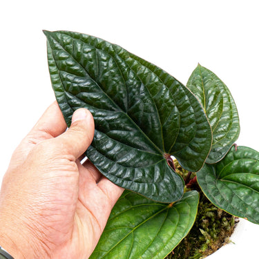 Anthurium Radicans - Plantstop.us