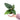 Anthurium Radicans