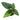 Anthurium Radicans