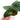 Anthurium Radicans
