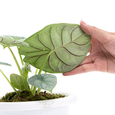 Alocasia Silver Dragon