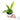 Anthurium Vittarivolium