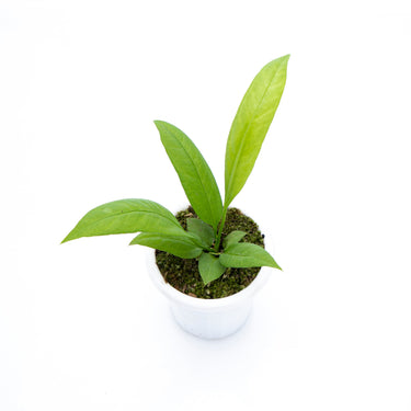Anthurium Vittarivolium