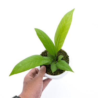 Anthurium Vittarivolium