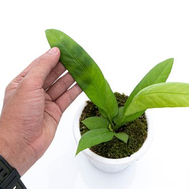 Anthurium Vittarivolium