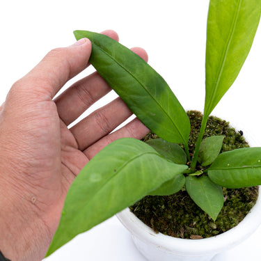 Anthurium Vittarivolium