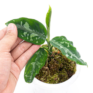 Aglaonema Pictum Bicolor - Plantstop.us