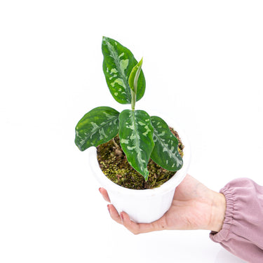 Aglaonema Pictum Bicolor - Plantstop.us