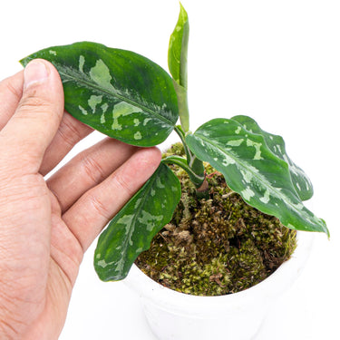Aglaonema Pictum Bicolor - Plantstop.us