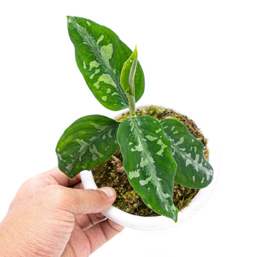 Aglaonema Pictum Bicolor - Plantstop.us