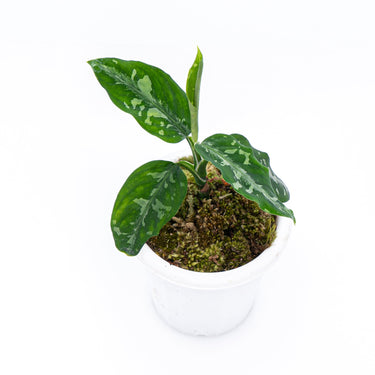 Aglaonema Pictum Bicolor - Plantstop.us