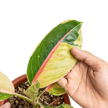 Aglaonema donacarmen santi variegated - Plantstop.us