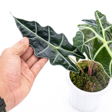 Alocasia Polly