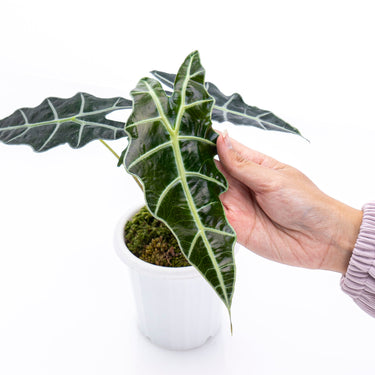 Alocasia Polly
