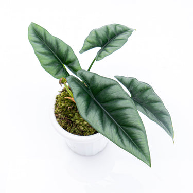 Alocasia Reversa Borneo