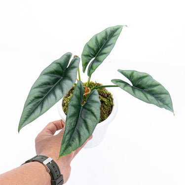 Alocasia Reversa Borneo