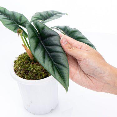 Alocasia Reversa Borneo