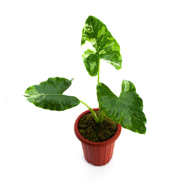 Alocasia Sente Variegated