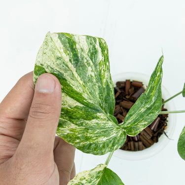 Amydrium Variegated