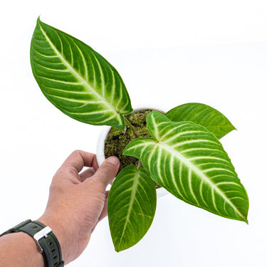 Caladium Lindenii - Xanthosoma - Plantstop.us
