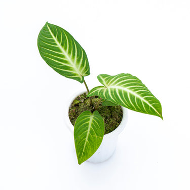 Caladium Lindenii - Xanthosoma - Plantstop.us