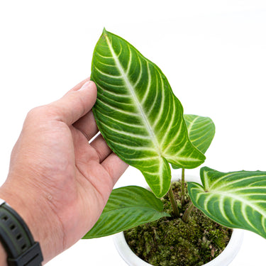 Caladium Lindenii - Xanthosoma - Plantstop.us