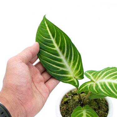Caladium Lindenii - Xanthosoma - Plantstop.us