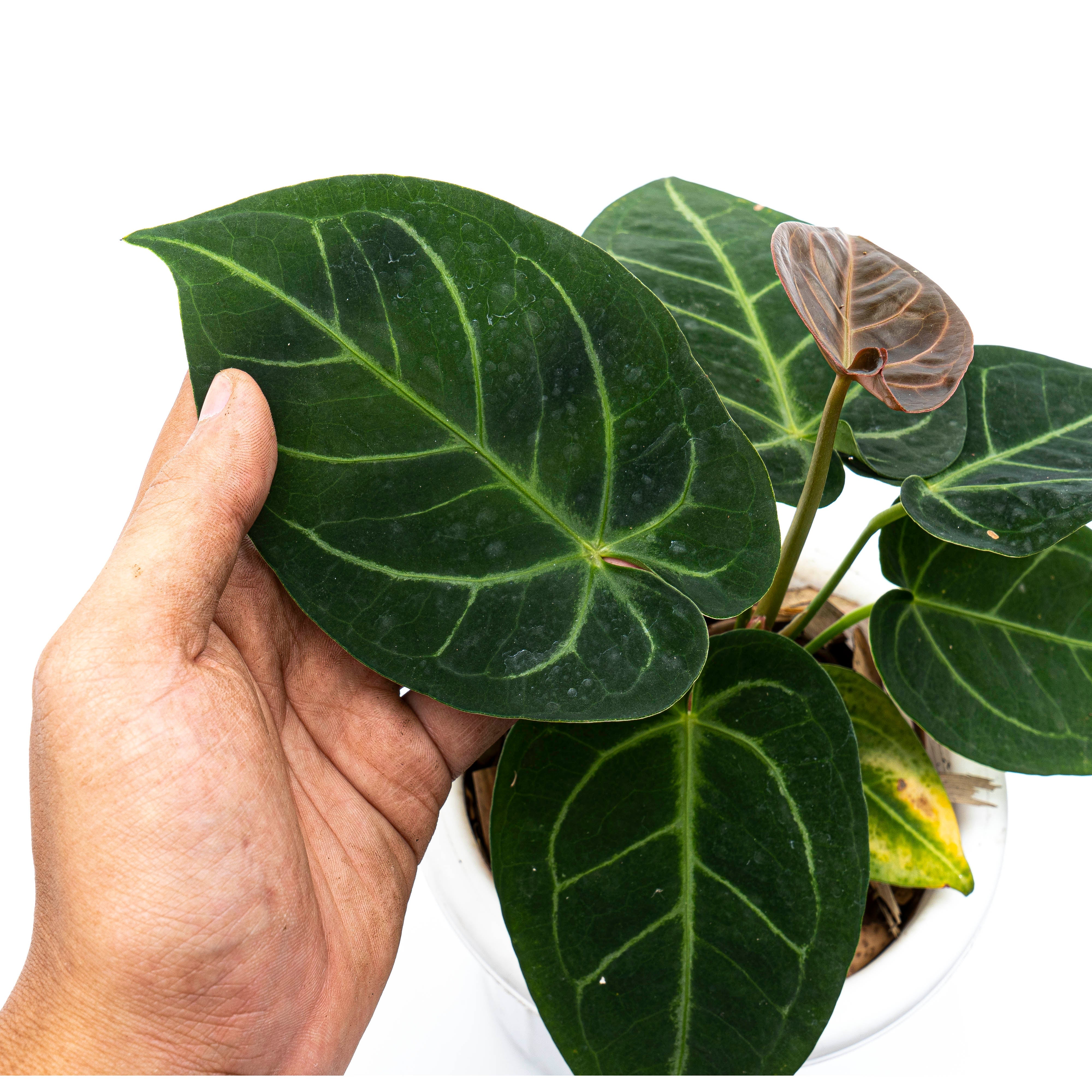 anthurium dressleri x magnificum Anthurium Dressleri x Magnificum Verde