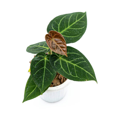 Anthurium Dressleri x Magnificum Verde