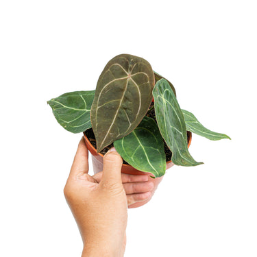 Anthurium Dressleri x Forgetii Medium size - Plantstop.us