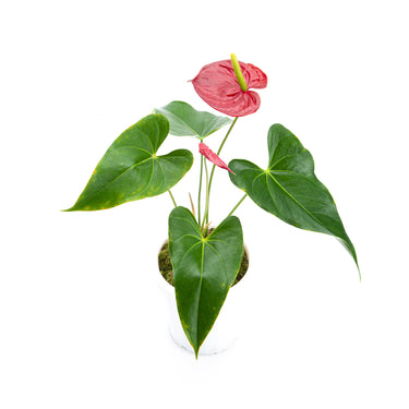 Anthurium Andreanum - Flamingo Flower - Plantstop.us
