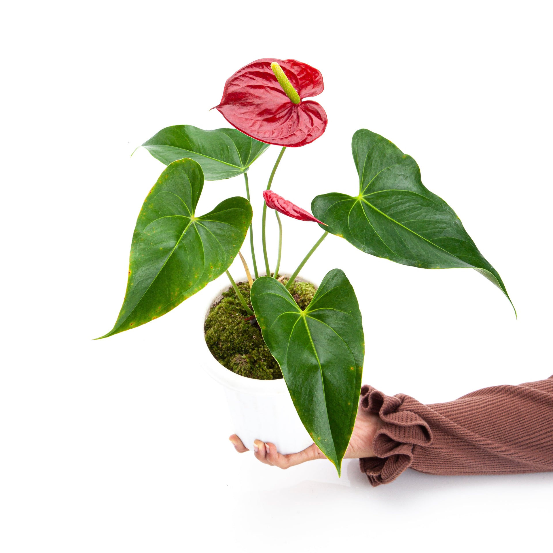 Anthurium andreaeanum Pink (Flamingo Flower)