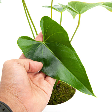 Anthurium Andreanum - Flamingo Flower - Plantstop.us