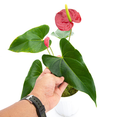 Anthurium Andreanum - Flamingo Flower - Plantstop.us