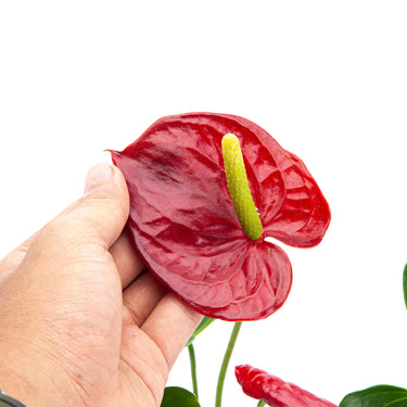 Anthurium Andreanum - Flamingo Flower - Plantstop.us