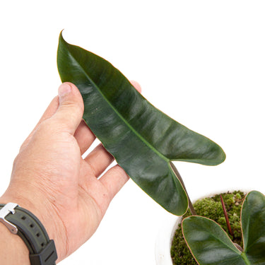 Philodendron Billiteae x Atabapoense