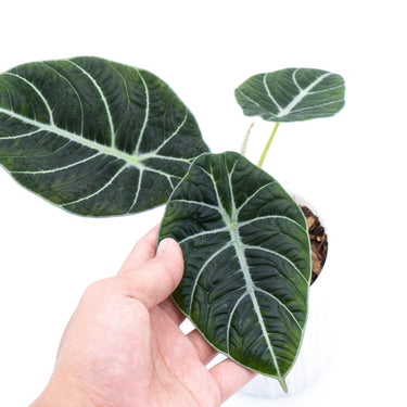Alocasia Black Velvet