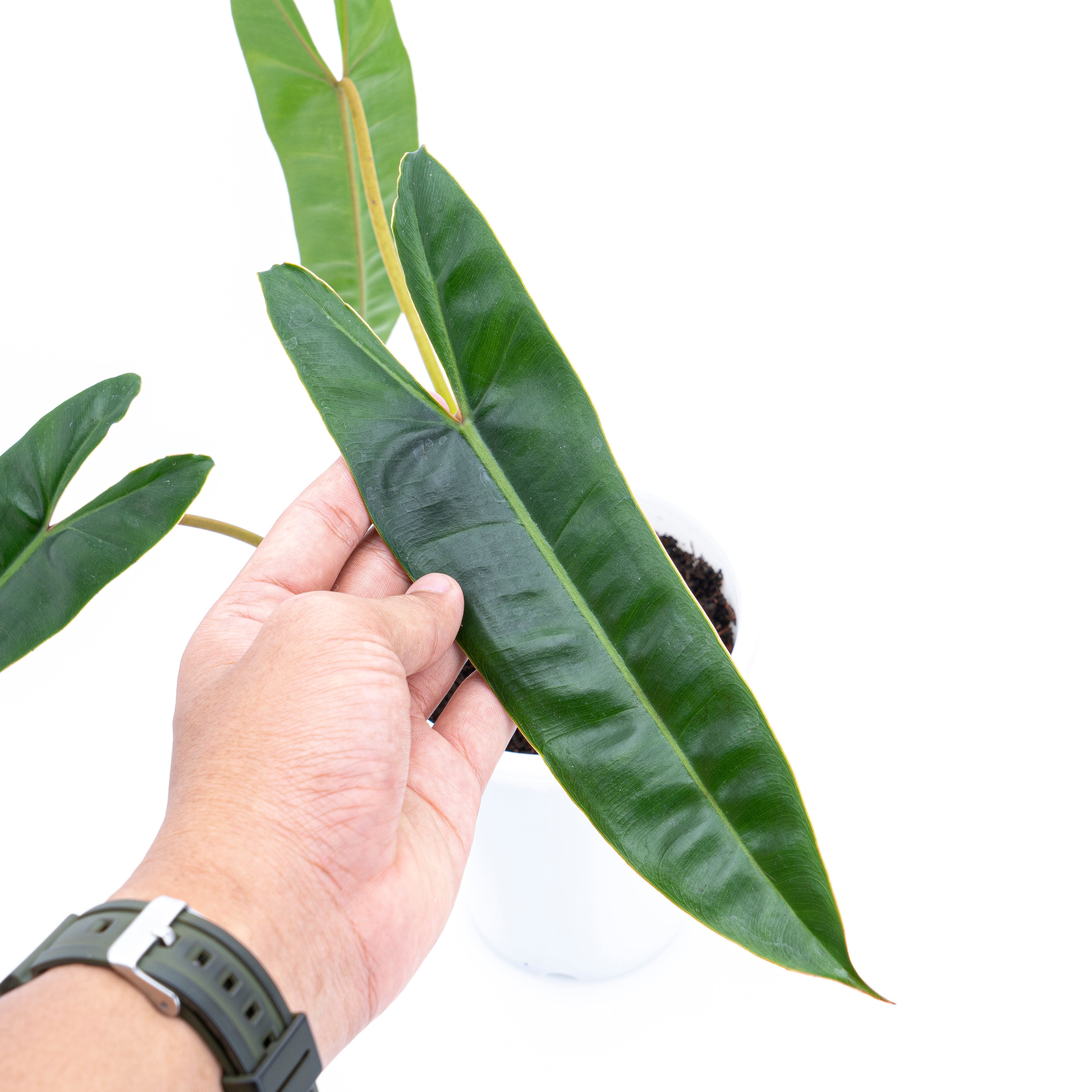 philodendron bill Philodendron Billietiae in Atrium Pot