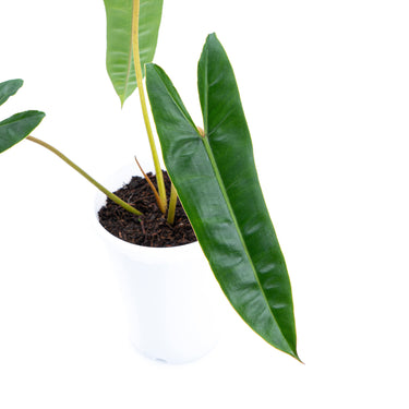 Philodendron Billietiae