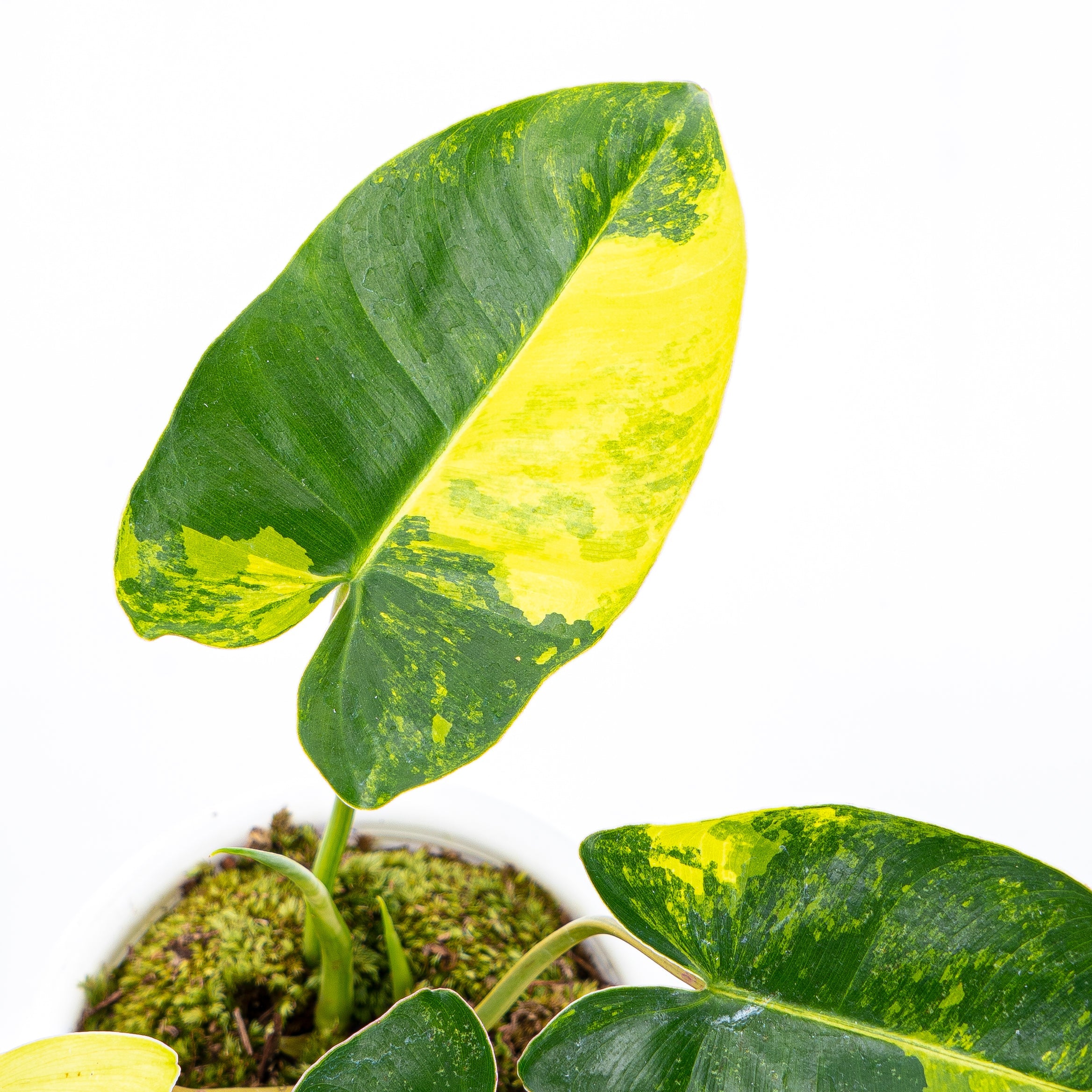 philodendron burle marx var Philodendron Burle Marx Variegated | 6” Potted Philodendron Burle Marx | Rare Indoor Plants for Delivery