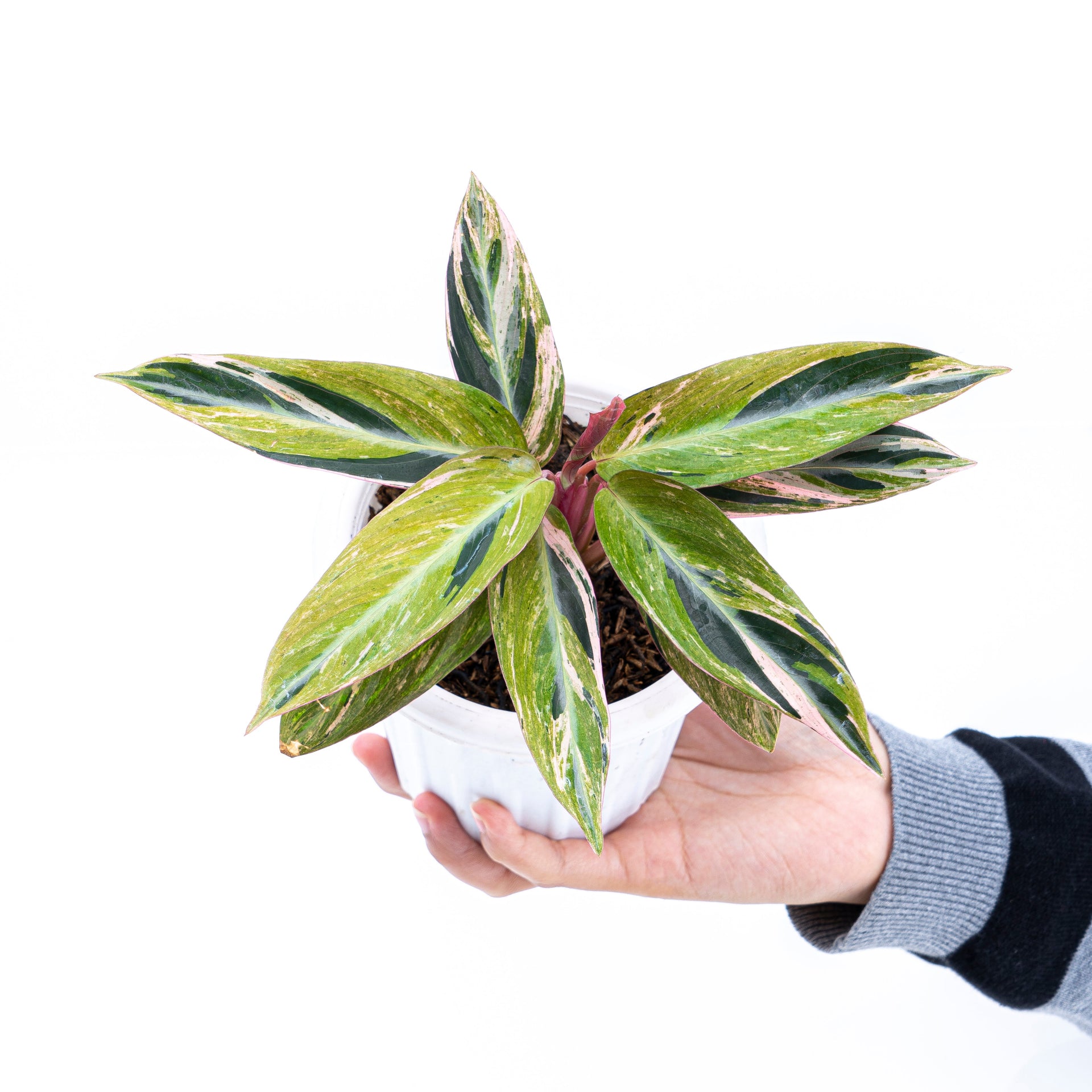Calathea Magicstar Variegated – Plantstop.us