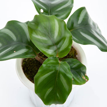 Calathea Fasciata - Plantstop.us