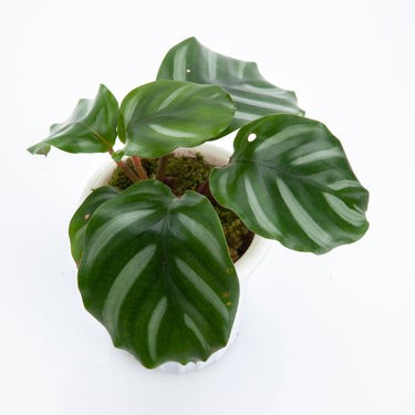 Calathea Fasciata - Plantstop.us