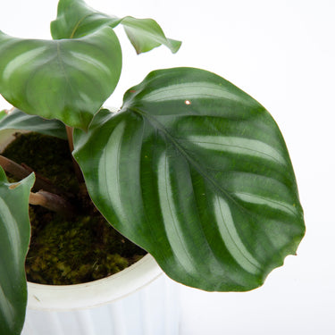 Calathea Fasciata - Plantstop.us