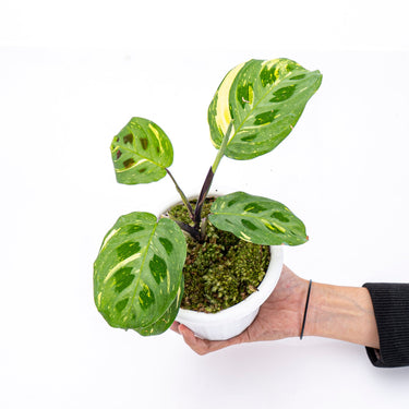 Calathea Butterfly Variegated - Plantstop.us