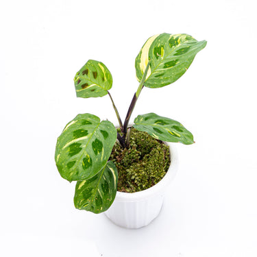 Calathea Butterfly Variegated - Plantstop.us