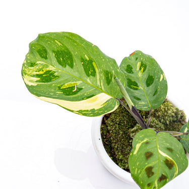 Calathea Butterfly Variegated - Plantstop.us