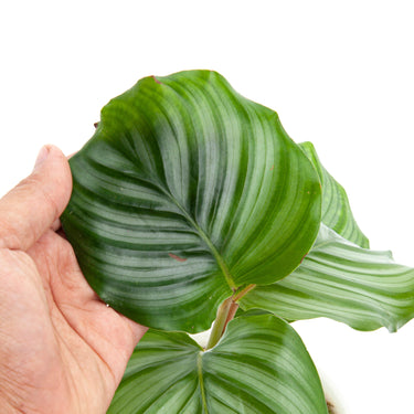 Calathea Orbifolia - Plantstop.us